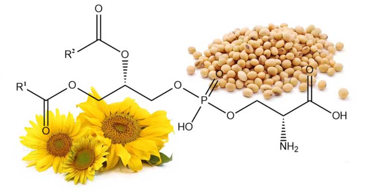 Phosphatidylserine Phosphatidylserine